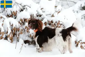 Read more about the article Pequeno Münsterländer criador e cachorros na Suécia