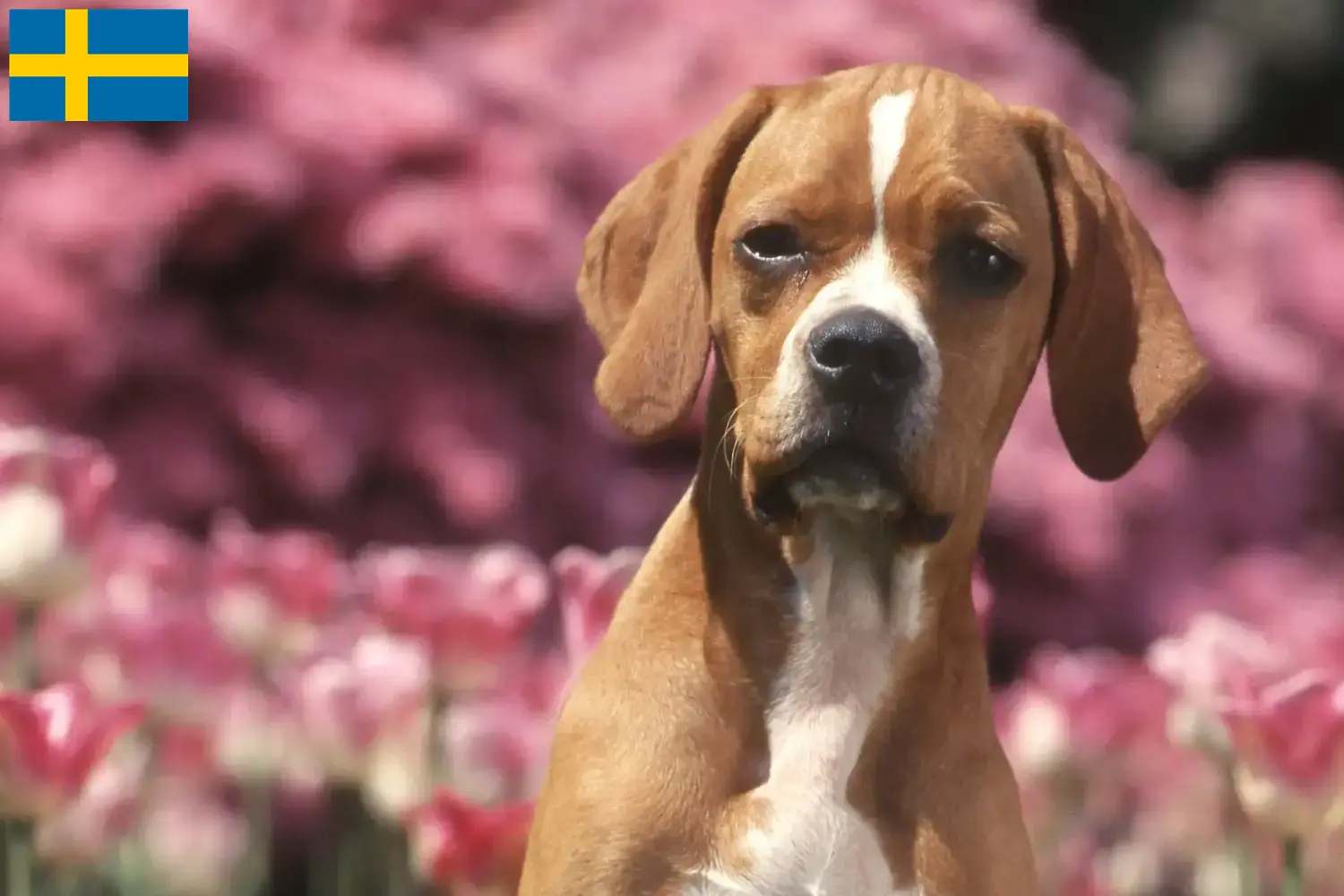 Read more about the article Perdigueiro Português criadores e cachorros na Suécia