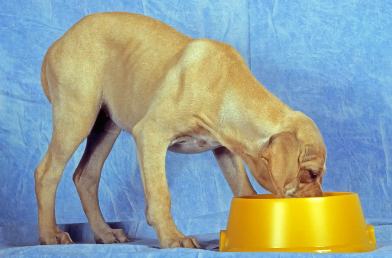 Comprar um cachorro Perdigueiro Português significa assumir responsabilidades! Comprar cachorros Perdigueiro Português.