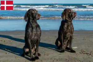 Read more about the article Perdiguero de Burgos criadores e cachorros na Dinamarca