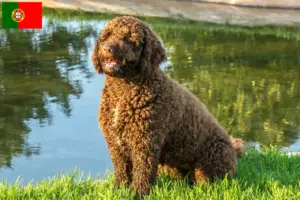 Read more about the article Perro de Agua Español criadores e cachorros em Portugal