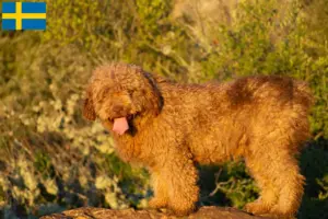 Read more about the article Criadores de Perro de Agua Español e cachorros na Suécia