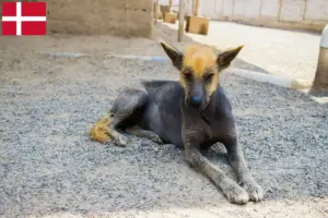 Read more about the article Criador de cães sem pelo peruanos e cachorros na Dinamarca