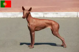 Read more about the article Criador de cães sem pelo peruanos e cachorros em Portugal