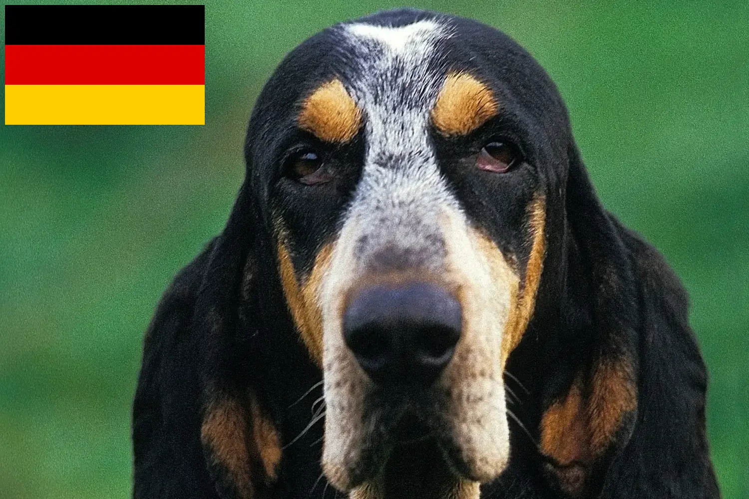Read more about the article Criadores de Petit Bleu de Gascogne e cachorros na Alemanha