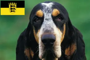 Read more about the article Criadores de Petit Bleu de Gascogne e cachorros em Baden-Württemberg