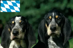 Read more about the article Criadores de Petit Bleu de Gascogne e cachorros na Baviera