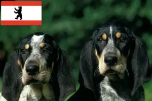 Read more about the article Criadores de Petit Bleu de Gascogne e cachorros em Berlim