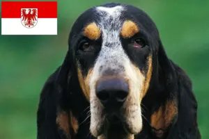 Read more about the article Criadores de Petit Bleu de Gascogne e cachorros em Brandenburg
