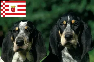 Read more about the article Petit Bleu de Gascogne criadores e cachorros em Bremen