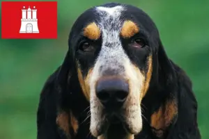 Read more about the article Criadores de Petit Bleu de Gascogne e cachorros em Hamburgo