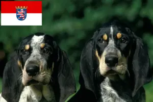 Read more about the article Criadores de Petit Bleu de Gascogne e cachorros em Hessen
