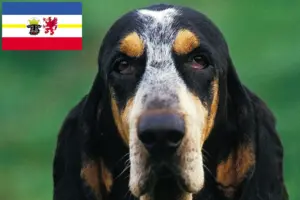Read more about the article Criadores de Petit Bleu de Gascogne e cachorros em Mecklenburg-Vorpommern