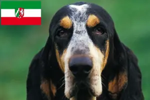 Read more about the article Criadores de Petit Bleu de Gascogne e cachorros na Renânia do Norte-Vestefália