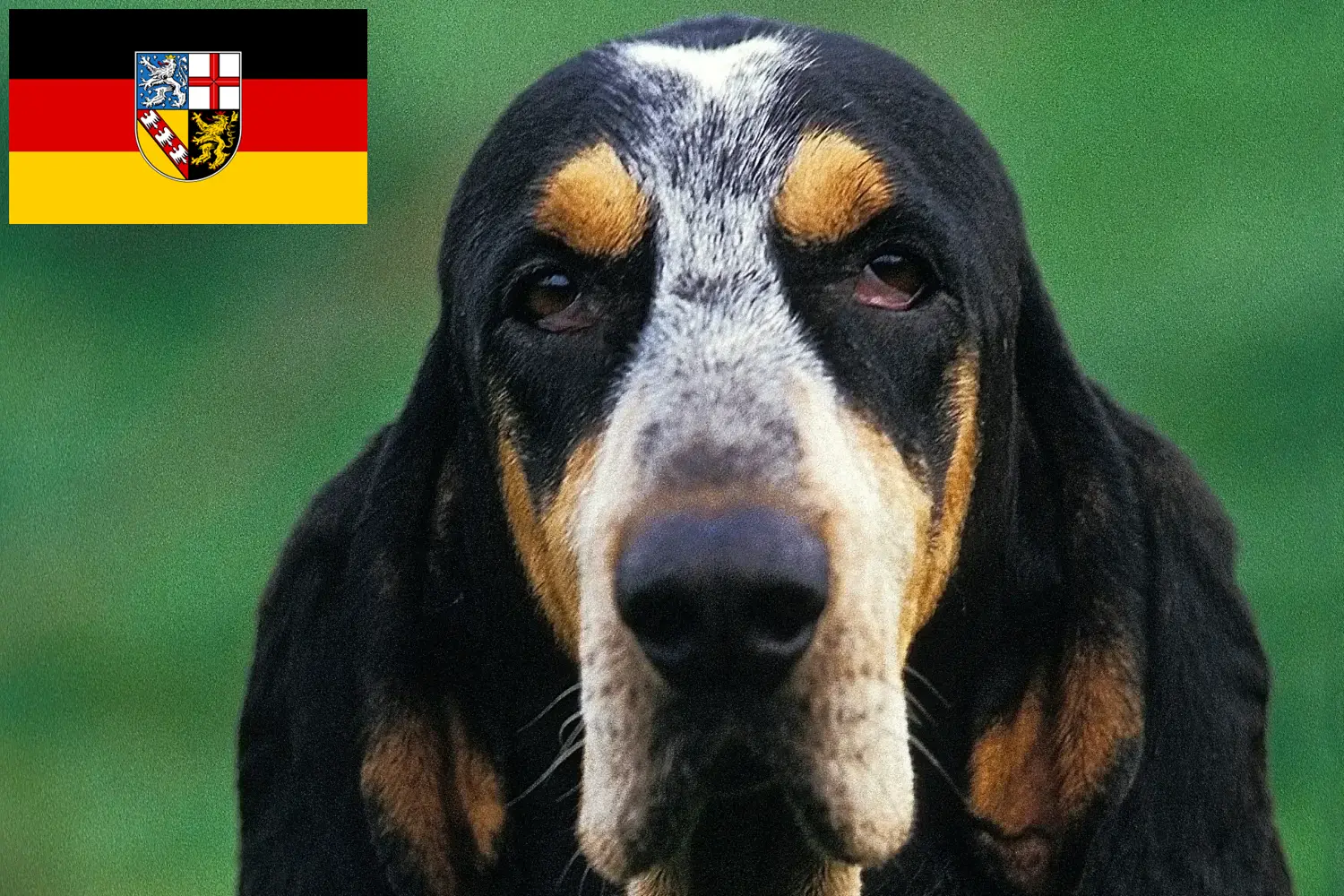 Read more about the article Criadores de Petit Bleu de Gascogne e cachorros no Sarre