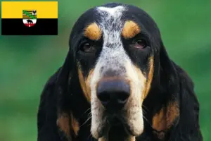 Read more about the article Criadores de Petit Bleu de Gascogne e cachorros em Saxónia-Anhalt