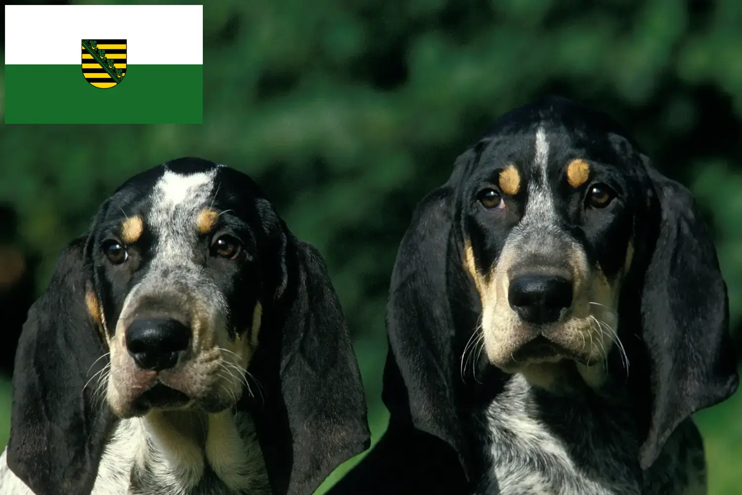 Read more about the article Criadores de Petit Bleu de Gascogne e cachorros na Saxónia