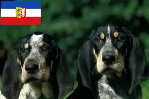 Read more about the article Criadores de Petit Bleu de Gascogne e cachorros em Schleswig-Holstein