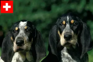 Read more about the article Criadores de Petit Bleu de Gascogne e cachorros na Suíça