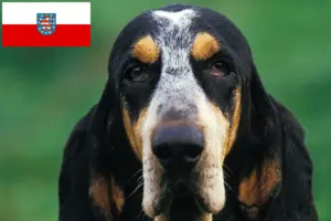 Read more about the article Criadores de Petit Bleu de Gascogne e cachorros na Turíngia
