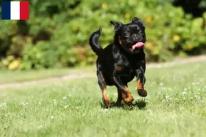 Read more about the article Criadores de Petit Brabançon e cachorros em França
