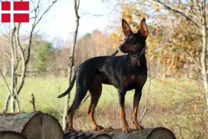 Read more about the article Criador de Pinscher alemão e cachorros na Dinamarca