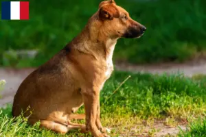 Read more about the article Criador de Pinscher austríaco e cachorros em França