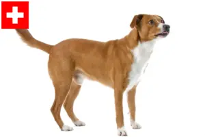 Read more about the article Criador de Pinscher austríaco e cachorros na Suíça