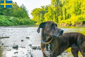 Read more about the article Criadores de Plott Hound e cachorros na Suécia