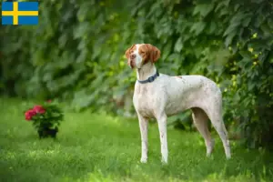 Read more about the article Criadores de Pointer Inglês e cachorros na Suécia