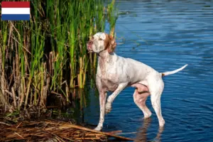 Read more about the article Criadores e cachorros de Pointer Inglês nos Países Baixos