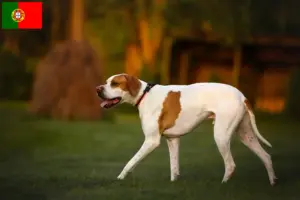 Read more about the article Criadores e cachorros de Pointer Inglês em Portugal