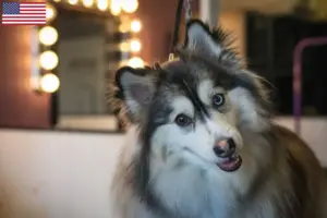 Read more about the article Criadores de Pomsky e cachorros nos EUA