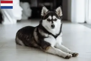 Read more about the article Criadores de pomsky e cachorros nos Países Baixos