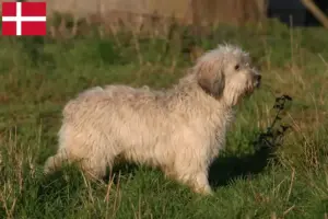Read more about the article Criadores de PON e cachorros na Dinamarca
