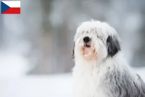 Read more about the article Criadores de PON e cachorros na República Checa