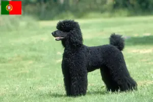 Read more about the article Criadores de caniches e cachorros em Portugal