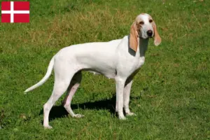 Read more about the article Criadores de Porcelaine e cachorros na Dinamarca