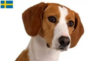 Read more about the article Posavski Gonič criadores e cachorros na Suécia