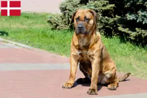 Read more about the article Presa Canario criadores e cachorros na Dinamarca