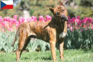 Read more about the article Presa Canario criadores e cachorros na República Checa