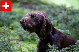 Read more about the article Criadores de Pudelpointer e cachorros na Suíça