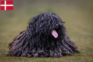 Read more about the article Criadores de Puli e cachorros na Dinamarca