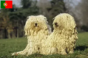Read more about the article Criadores de Puli e cachorros em Portugal