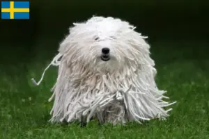 Read more about the article Criadores de Puli e cachorros na Suécia
