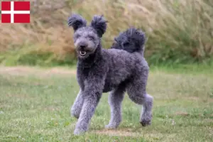 Read more about the article Criadores de Pumi e cachorros na Dinamarca
