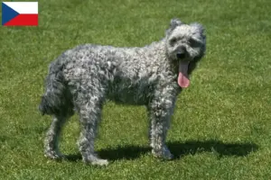 Read more about the article Criadores de Pumi e cachorros na República Checa
