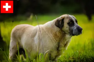Read more about the article Rafeiro do Alentejo criadores e cachorros na Suíça