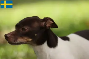 Read more about the article Criadores de Rat Terrier e cachorros na Suécia