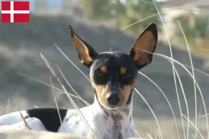 Read more about the article Criadores de Ratonero Valenciano e cachorros na Dinamarca
